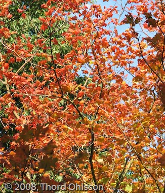 Acer japonicum